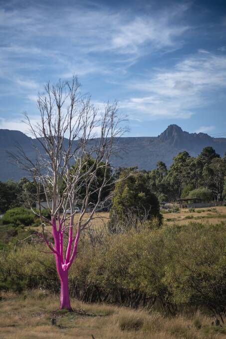 A pink tree, supporting breast cancer awareness, and a blue tree for mental health occupy the land at Rossarden. Picture: Craig George