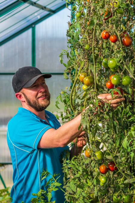 Des Gray tending to his tomatoes. Picture: Phillip Biggs