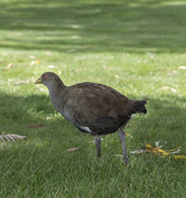 Native hens became extinct on the mainland and now only exist in Tasmania. Picture: Craig George