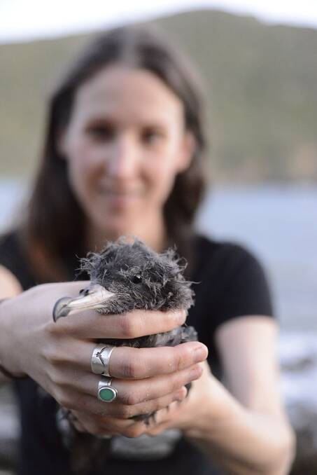 Dr Jennifer Lavers with a bird her team can use as an indicator of plastic waste in the ocean. Picture: Supplied/Silke Stuckenbrock