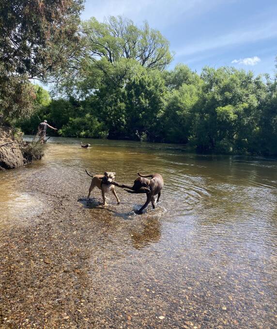 PLAYFUL POOCHES: Dogs enjoying the St Leonards Dog Park. Picture: Brinley Duggan