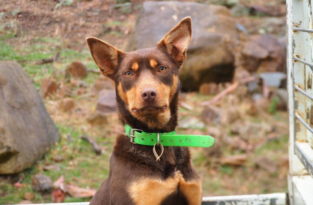 Kit is one of five female dogs in the challenge. Picture: Supplied