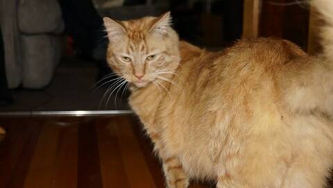 George Town cat owner, Sue Maddigan said her cat Mack (pictured) went missing about a year ago. Picture: Supplied
