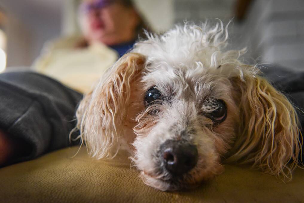 Bailey the Poodle, with his owner, Maggie Copp of Legana needs a foster carer. Picture: Paul Scambler The Examiner.