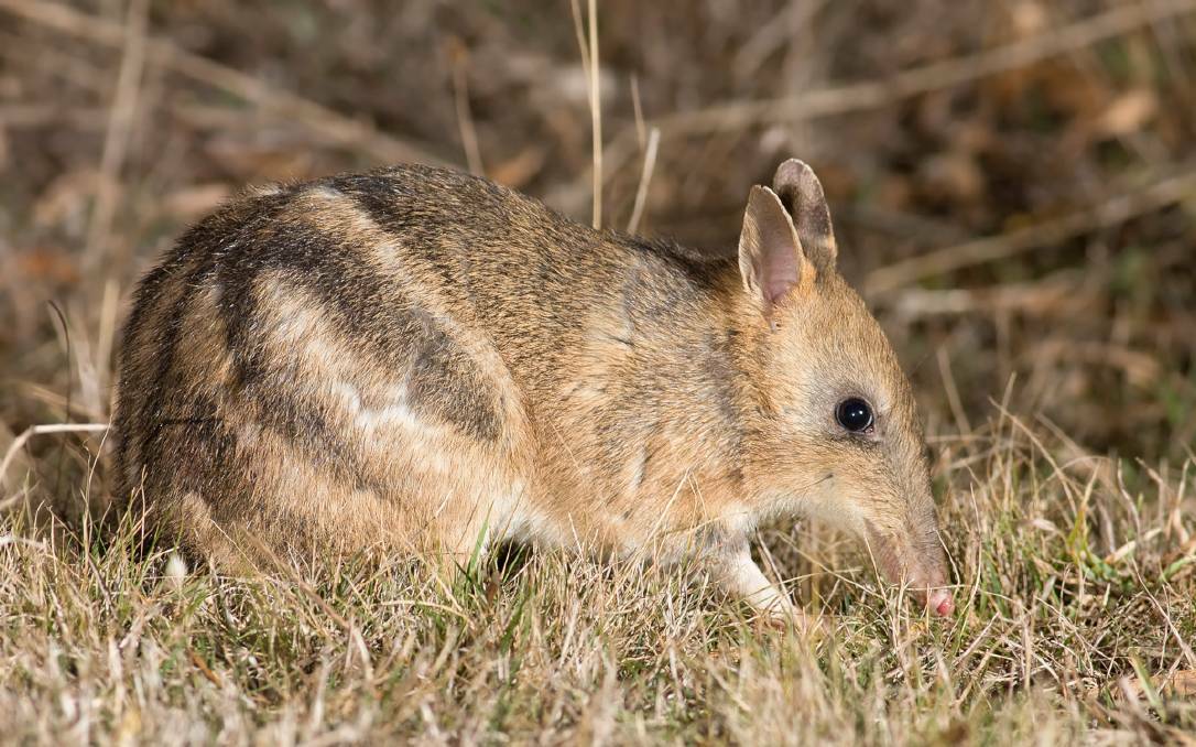 Eastern Barred Bandicoot. Picture: File