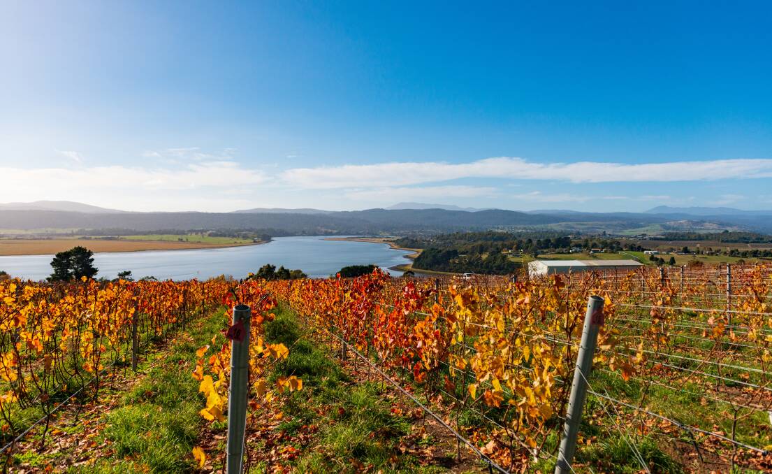 The vineyard has sweeping views of the Tamar. Picture: Phillip Biggs