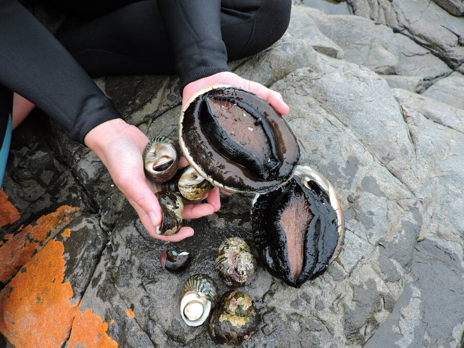 CULTURAL FOODS: Abalone and periwinkles have formed part of the Tasmanian Aboriginal diet for tens of thousands of years. Picture: Supplied