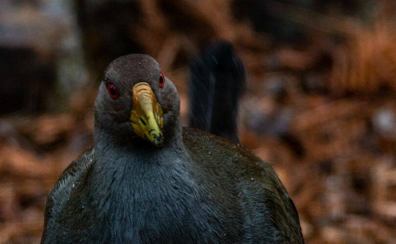 TURBO TIME: The Tasmanian native hen is recognisable for its piercing red eyes. Picture: Supplied/Lachlan John