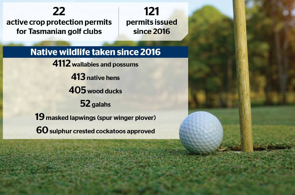 Tasmanian golf clubs cull thousands of native animals