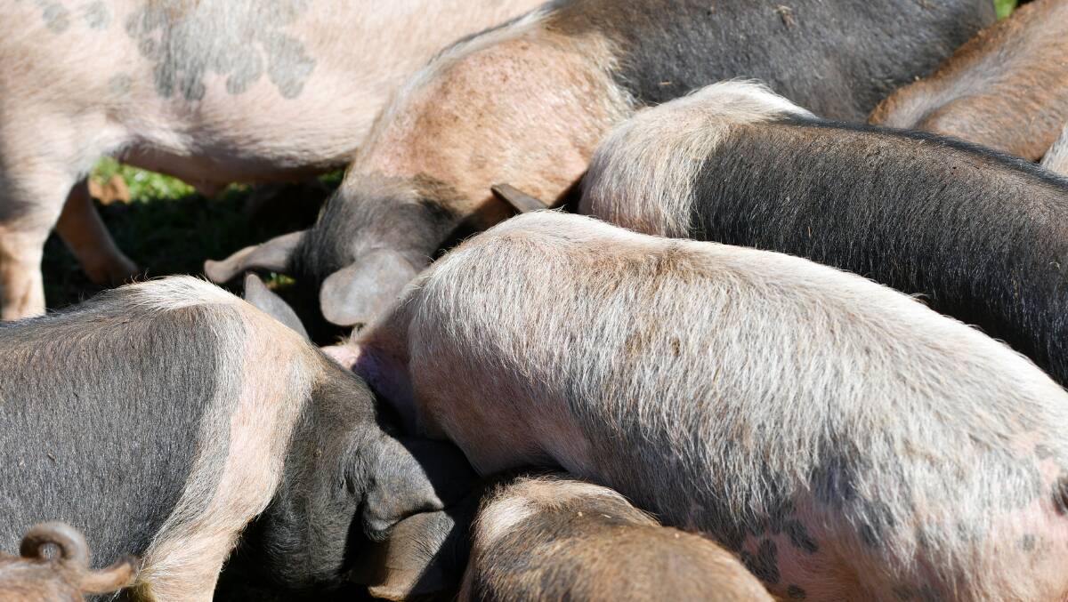 HOME STY: Pigs growing up at Guide Falls Farm at Ridgley. Picture: Brodie Weeding