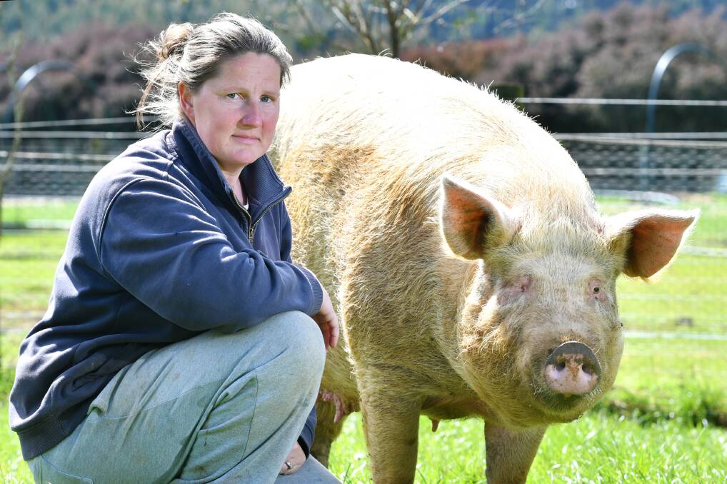 KEEPING WATCH: Guide Falls Farm owner Rachel Jacka and 'Stevie' are concerned African Swine Fever could hit Australian shores. Picture: Brodie Weeding