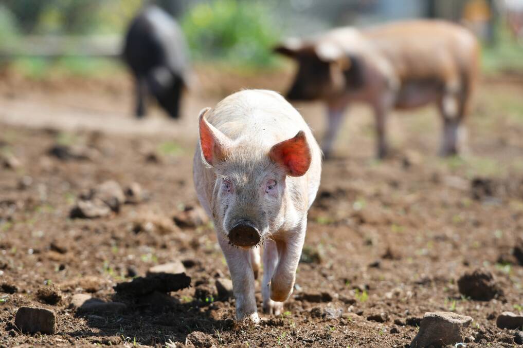 HOME STY: A piglet growing up at Guide Falls Farm at Ridgley. Picture: Brodie Weeding