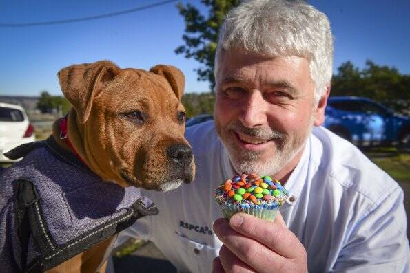 FURRY FRIEND: RSPCA Tasmania chief executive Andrew Byrne shares a treat with Rupert, a mastiff-mixed breed puppy. Picture: Paul Scambler.