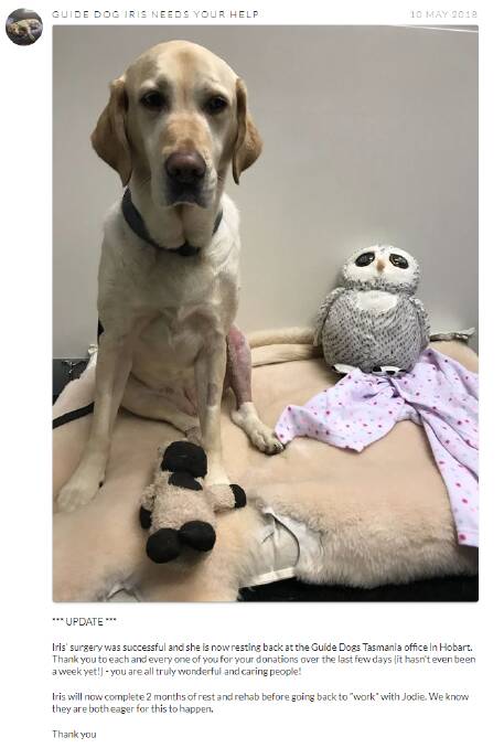 Injured guide dog Iris’ surgery a success
