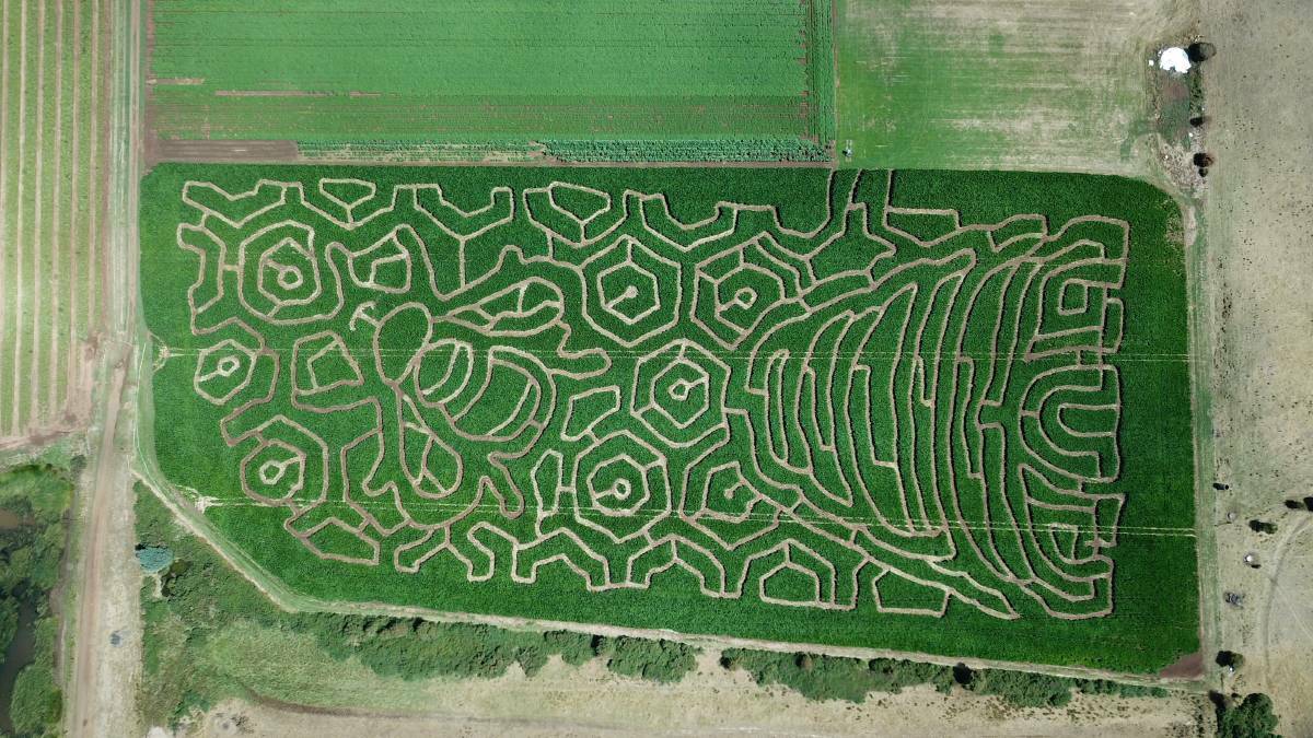 WRAPPED UP: Rupertswood's crop maze has finished for 2019, with about 7000 people taking on the challenge. Picture: supplied
