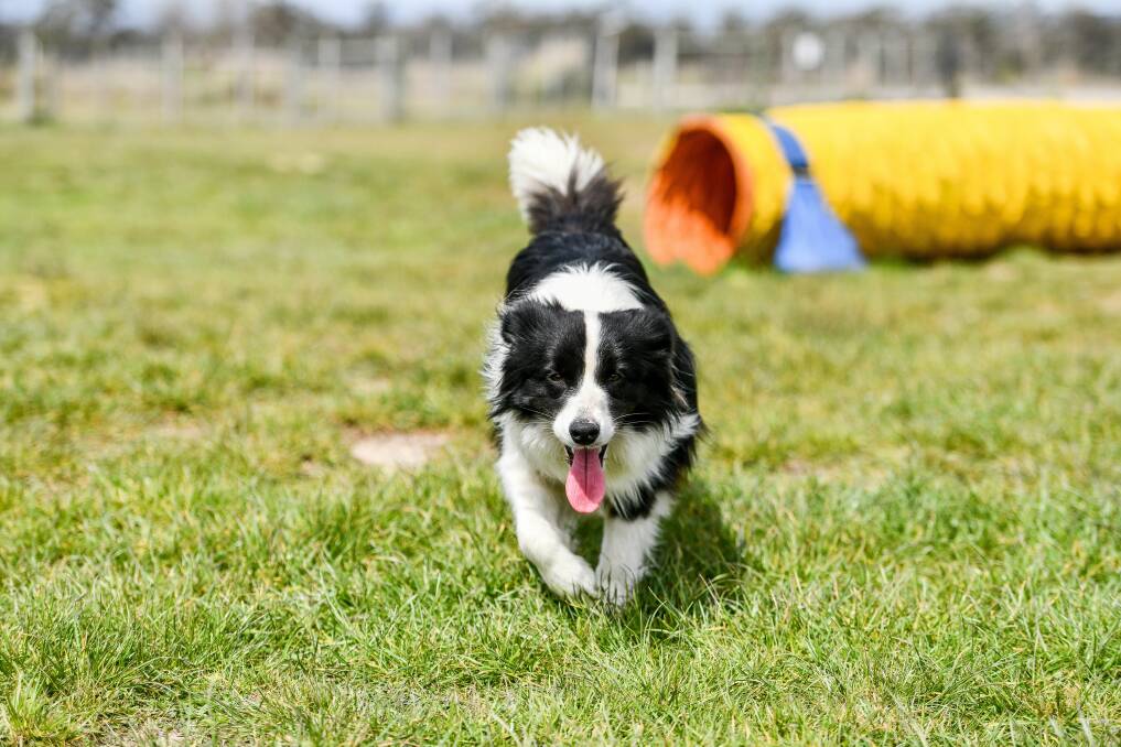 FREE: Break O'Day Council is working to identify some new dog play areas. 