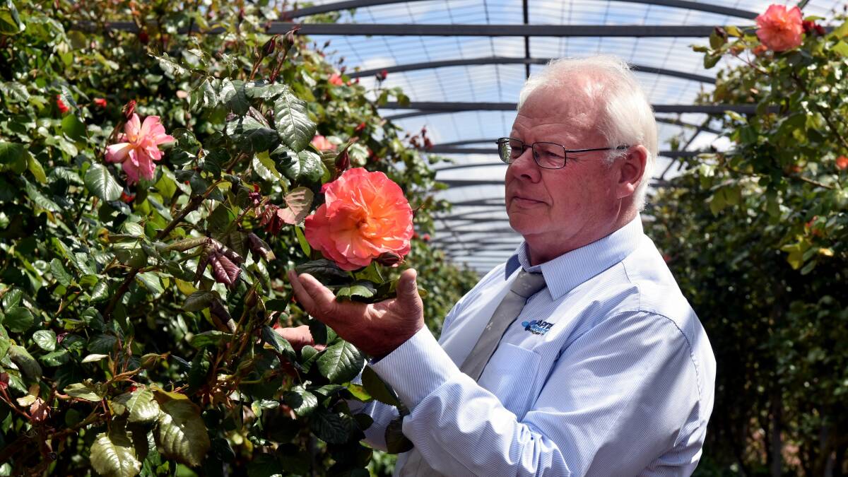 PREPARING: Woolmers Historic Estate Festival of Roses chairman Ian Goninon says this year's event will be one of the biggest and best events yet. Picture: file. 