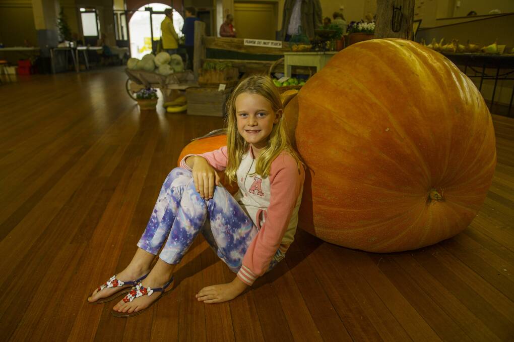 ASTONISHING: Isla Stevenson, 9, checks out the oversized vegetables at the Launceston Horticultural Society's Autumn Show. Picture: Scott Gelston.