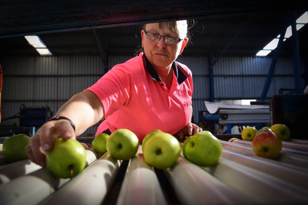 Miller's Orchard's Wendy Thomas sorts apples