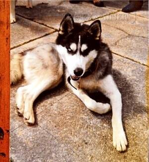 The Evans family owned two pure-bred Siberian huskies.