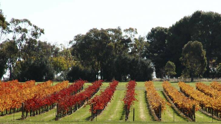 Picturesque ... Rutherglen has been a wine region since the 1850s. Hundreds of tourists visit it at weekends.
