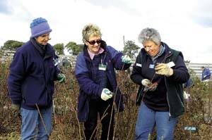 CUTTING EDGE: Wendy Cooper and Mary McArthur, of Hobart, prune under the watchful eye of rose garden pruning expert Pam Hutchins. Picture: PAUL SCAMBLER