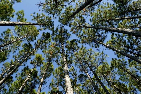 Pulp mill for native forest trade-off mooted