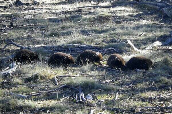  It's mating season for echidnas - and five males were spotted trailing after one female.