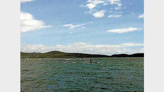 The pod of five killer whales seen swimming in the Tamar River near Low Head earlier this month.