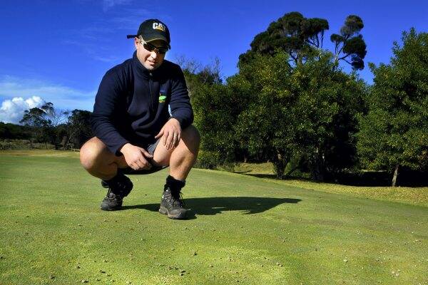 Greens Beach Golf Club greenkeeper Kurt Wheeler inspects rabbit and wallaby damage on one of the club's greens. 