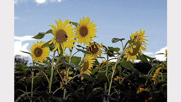 Sunflowers on the roadside near Perth have suffered through a dry summer. Picture: SCOTT GELSTON