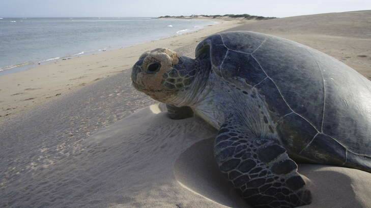 Circle of life ...  a mother turtle after nesting at Gnaraloo Station. Photos: Fleur Bainger