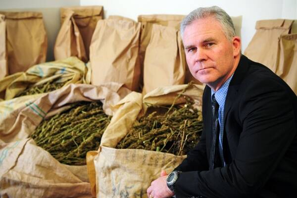Inspector Scott Flude examines the large quantity of cannabis discovered by police this week. Picture: PHILLIP BIGGS