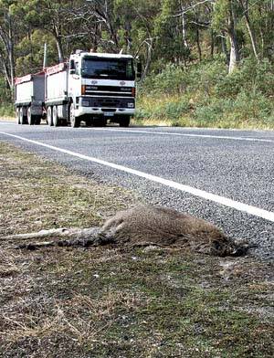 Grim end: A bennett's wallaby on the side of the Bass Highway. Hundreds of thousands of animals are killed on Tasmanian roads every year.