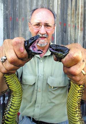 HOLD ON TIGHT: Museum snake expert Ian Norton has his hands full with two tiger snakes yesterday.  Picture: TIM HUGHES