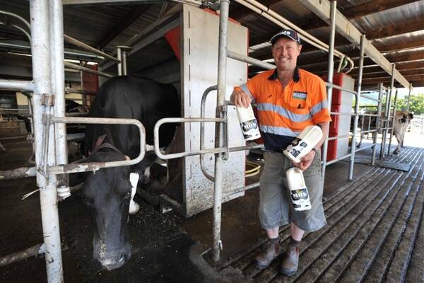 Cows milk robots for feed