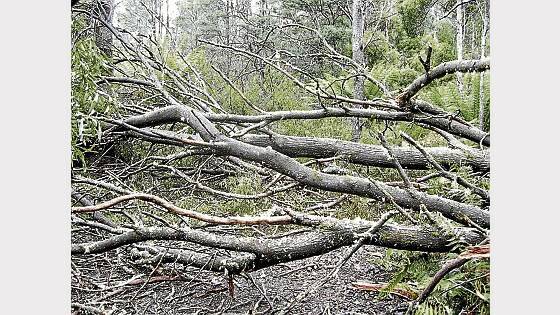 Five large trees were felled across the North-East Rail Trail last week.