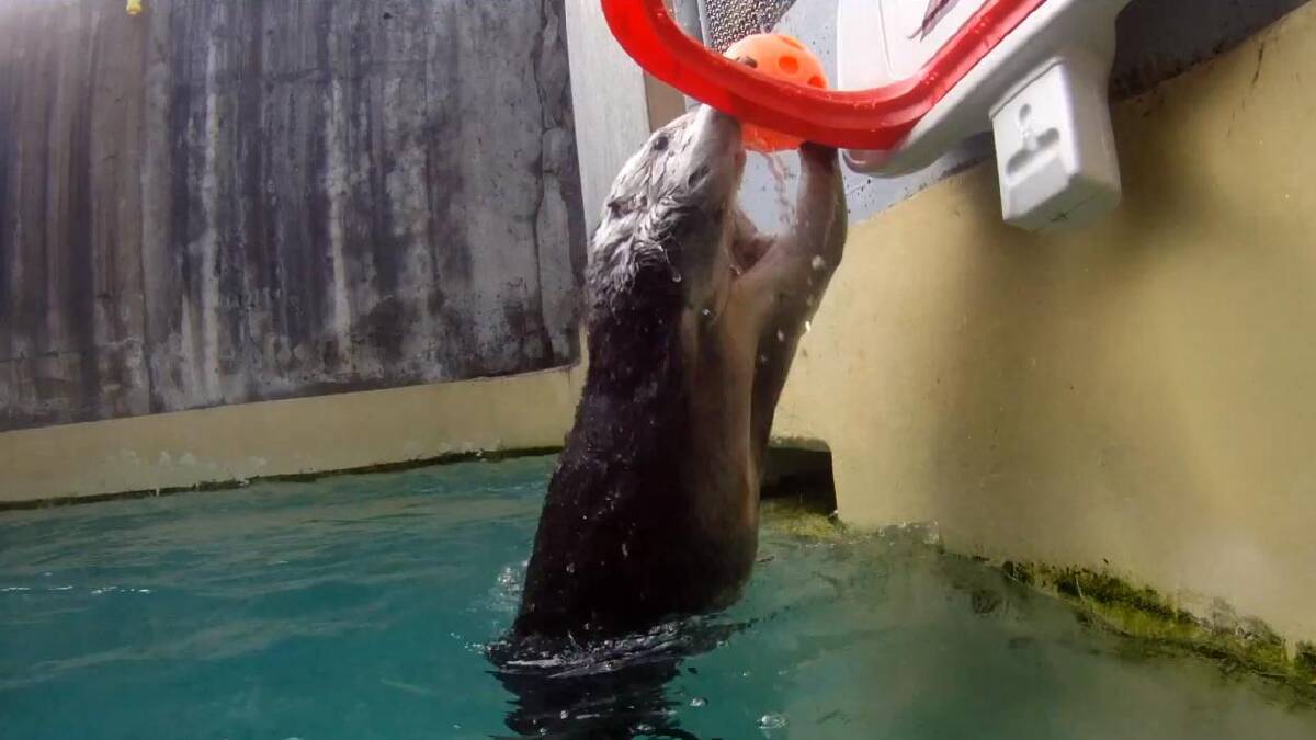 Eddie the otter goes for a dunk.