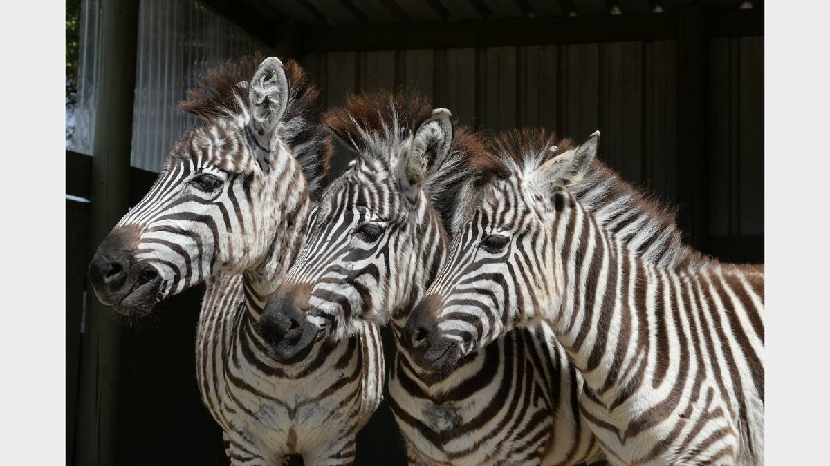 Zinty, Duchess and Beyonce pose for a photograph at their new home, Zoodoo Wildlife Park. Picture: Mark Jesser