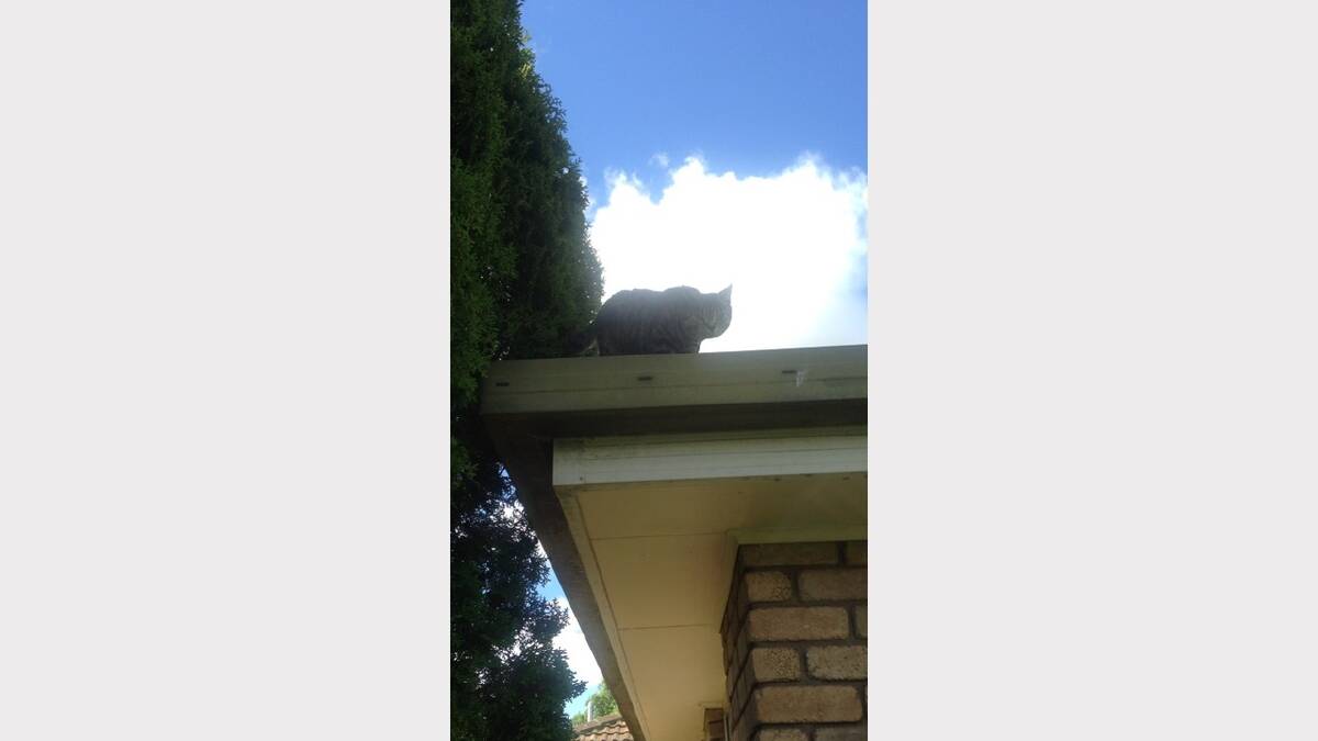 'Here is my kitty cat miss bella enjoying the sun on our roof!' Sent in by Angie Sands