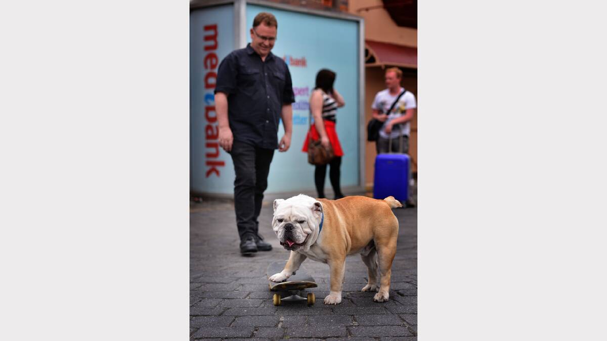 Skateboard-loving bulldog Griffen has been turning heads in Launceston's Quadrant Mall with his skate skills. Picture: Scott Gelston