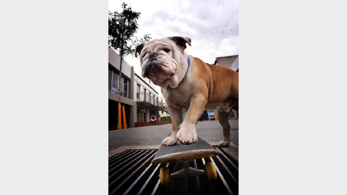 Skateboard-loving bulldog Griffen has been turning heads in Launceston's Quadrant Mall with his skate skills. Picture: Scott Gelston