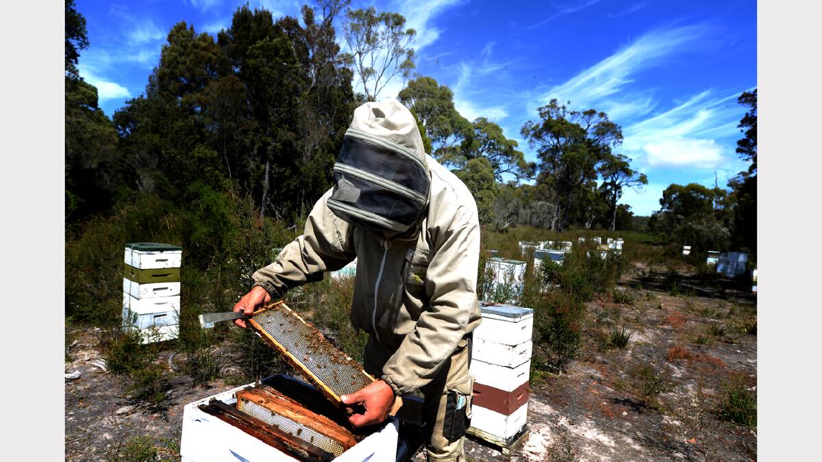 Honey Tasmania's Tristan Campbell inspects a hive. Picture: Geoff Robson