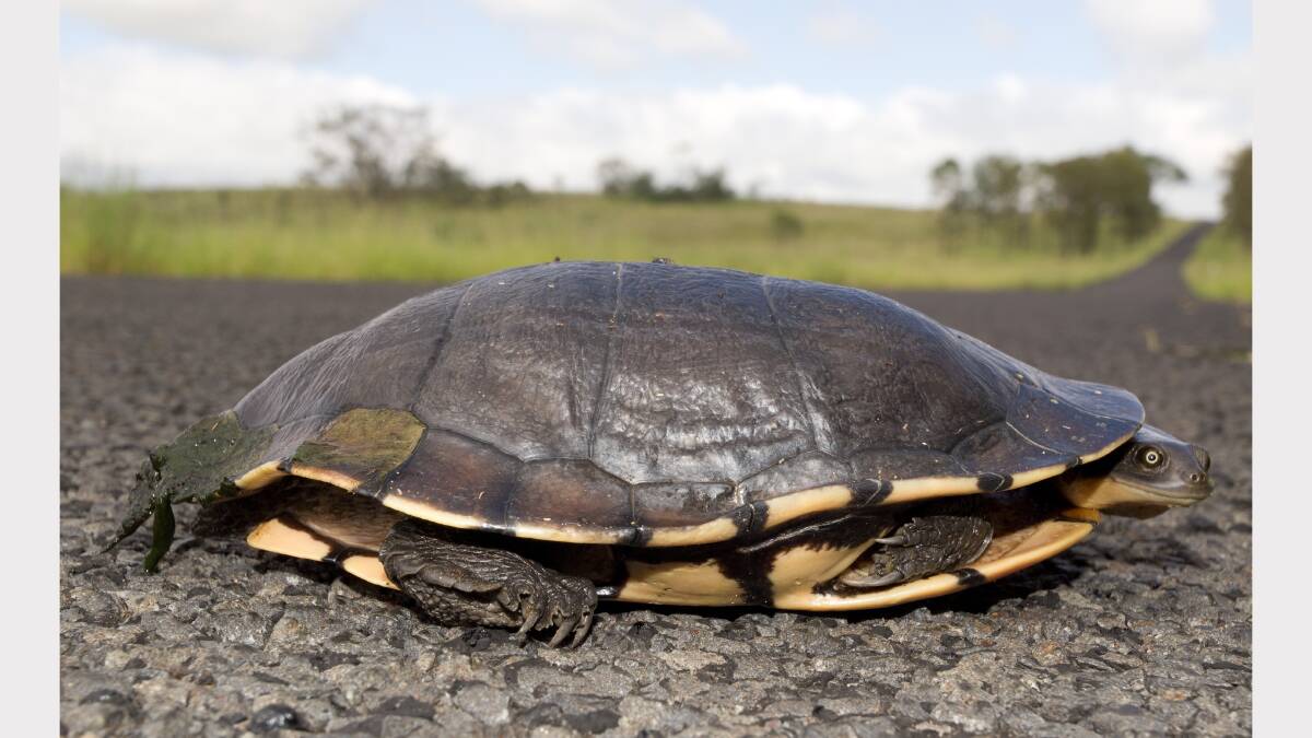 An Eastern Snake-necked turtle. Picture: Damien Naidoo