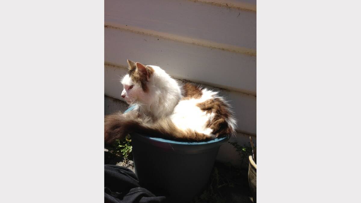 'Naughty Charlie chilling on my chilli plant'. Sent in by Courtney