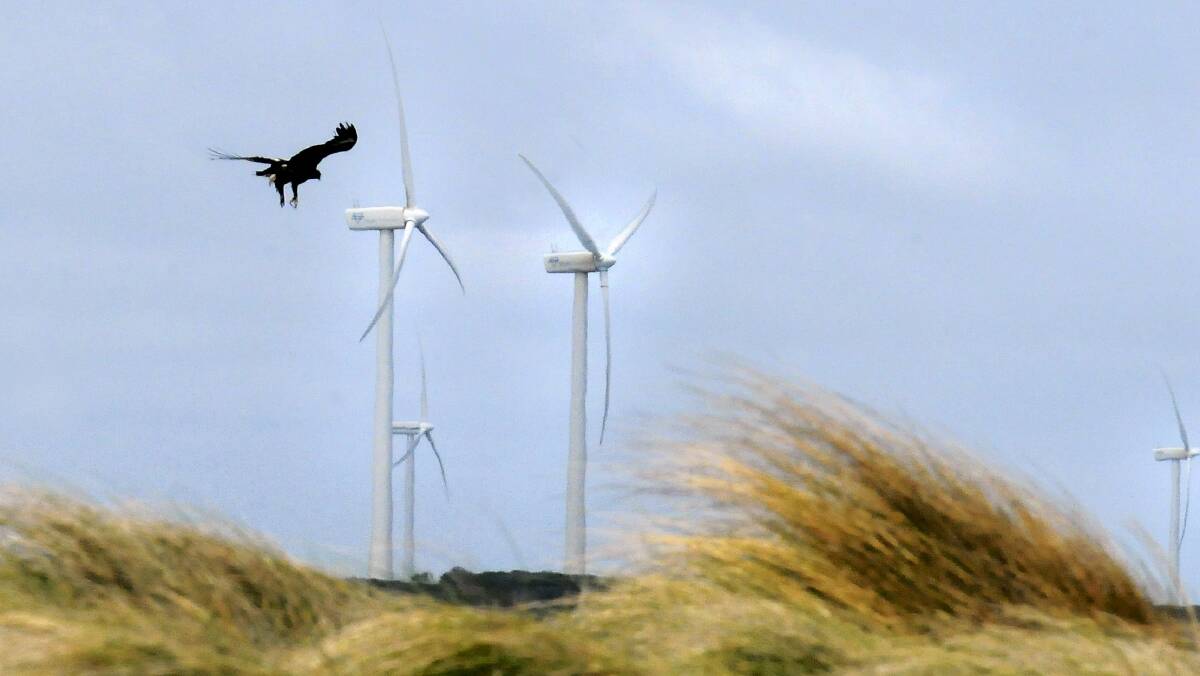 A wedge-tailed eagle swoops across the windswept Woolnorth property in the state's far North-West.