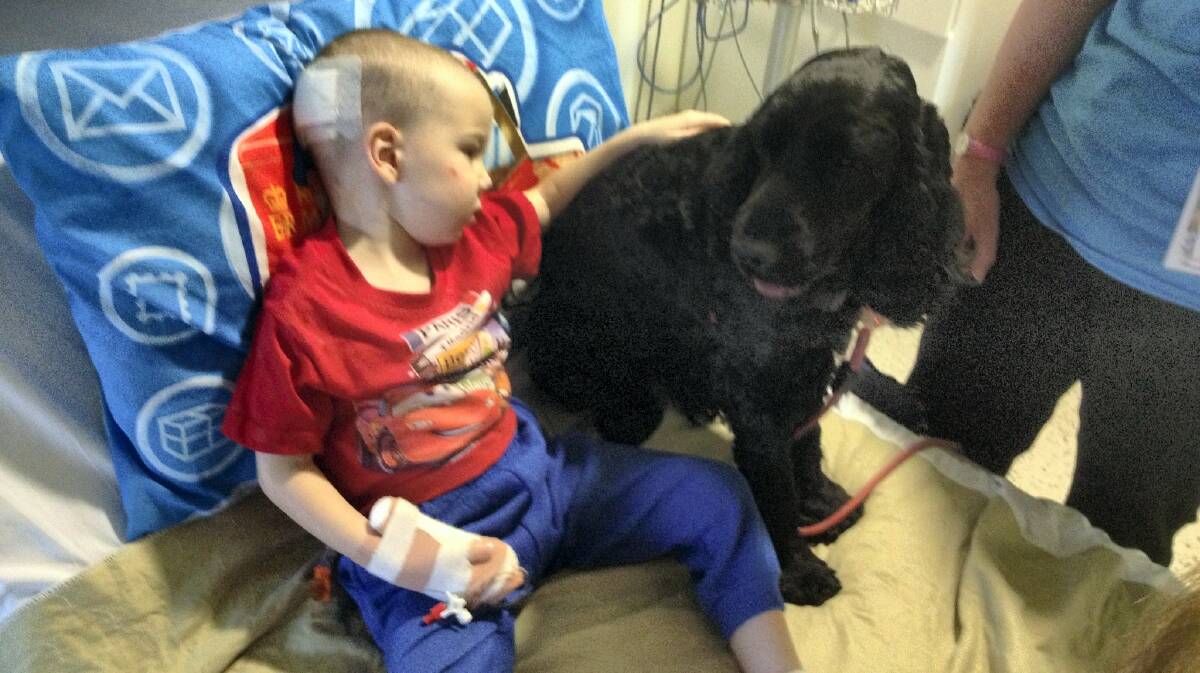 Gabriel Baylis and his new furry friend in hospital in Melbourne.