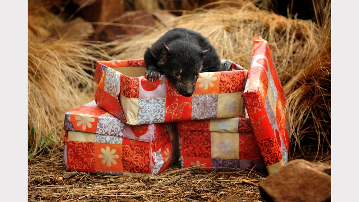 A three month old Tasmanian devil gets into the Christmas spirit at Trowunna Wildlife Park, Mole Creek. Picture: SCOTT GELSTON.