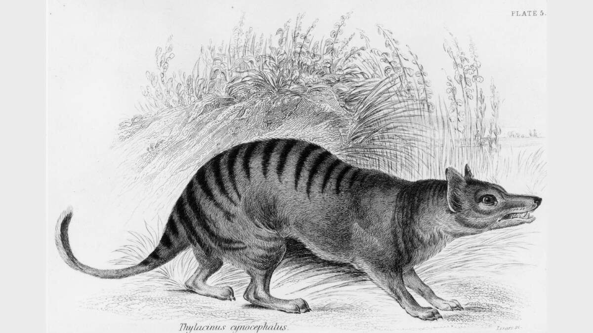 Tasmanian Tiger.