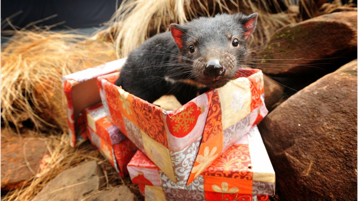 A three month old Tasmanian devil gets into the Christmas spirit at Trowunna Wildlife Park, Mole Creek. Picture: SCOTT GELSTON.